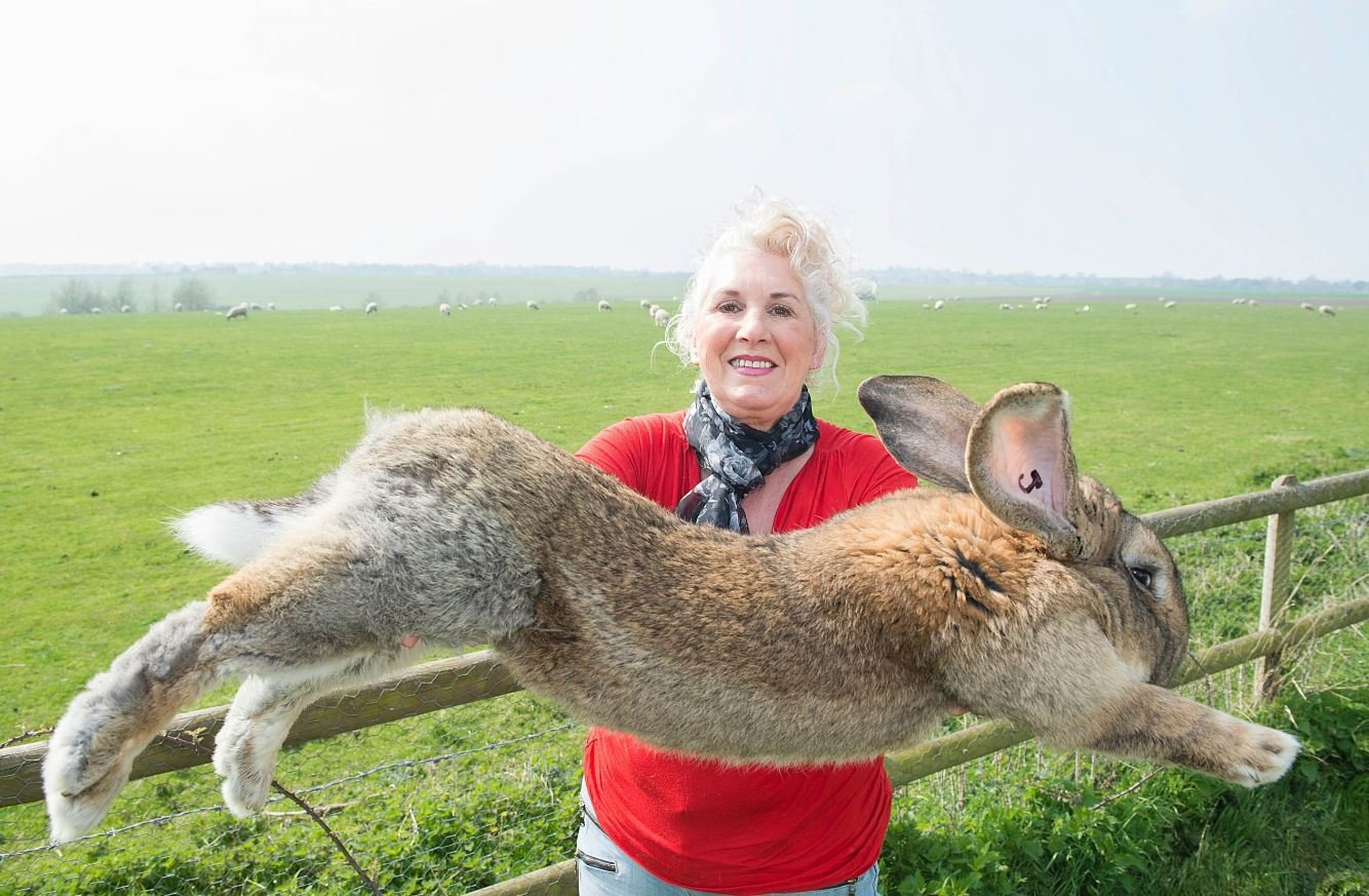 Самый большой кролик в мире: вес крупных пород