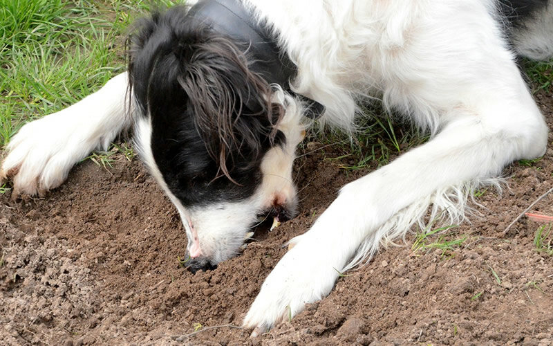 Почему щенок ест землю и камни и что делать хозяину