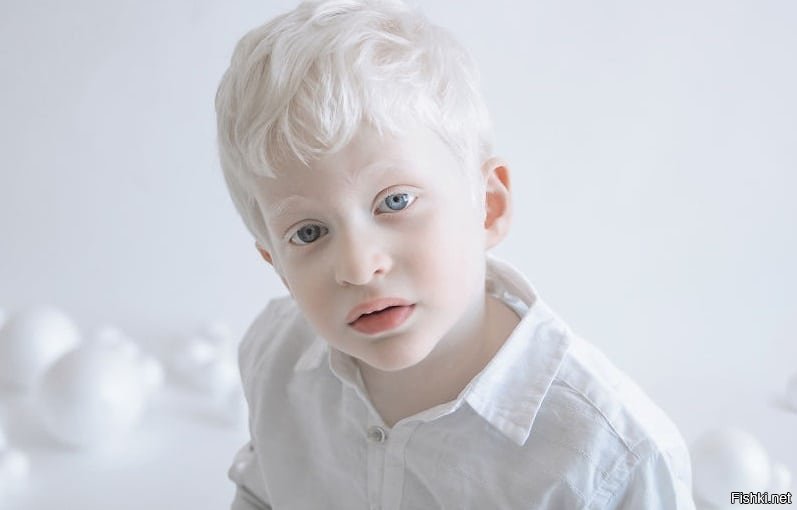 Белый доберман альбинос: особенности собак