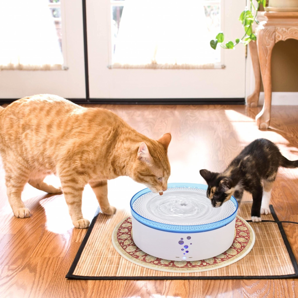Вода и еда: сколько необходимо кошке