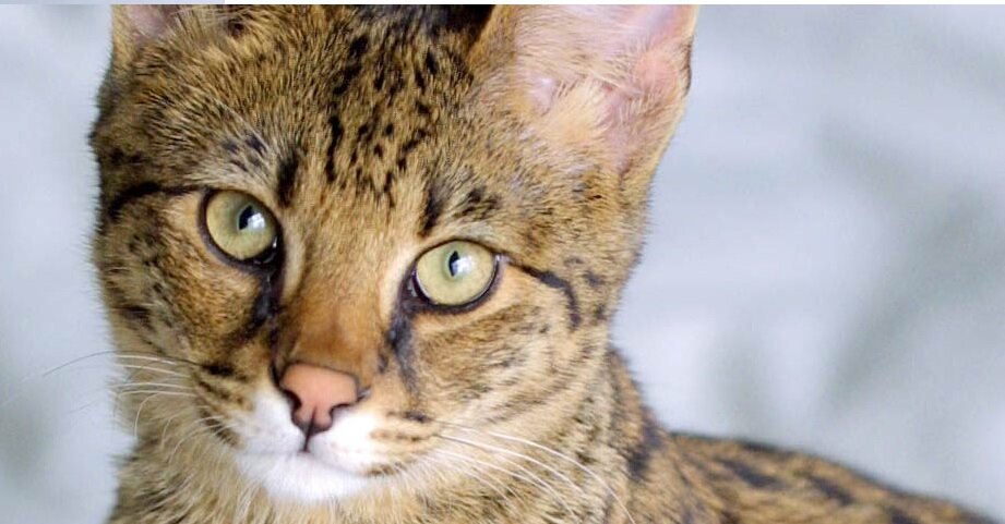 Серенгети (кошка): описание породы и характера