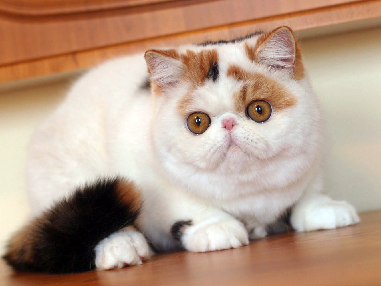 Кот с большими глазами: лупоглазые породы