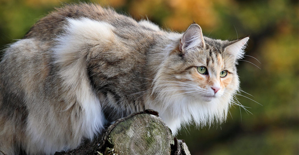 Норвежская лесная кошка (Скогкэт, Веги)