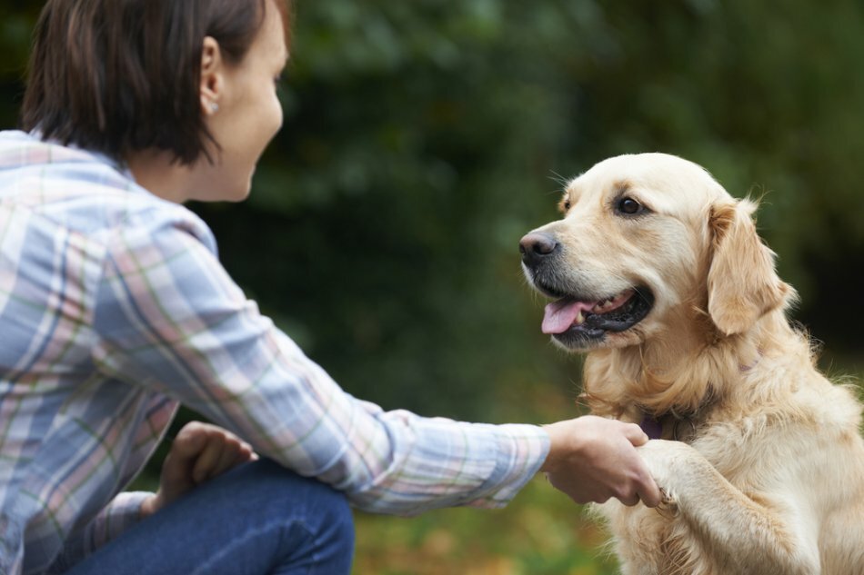 Почему нельзя «очеловечивать» поведение собаки