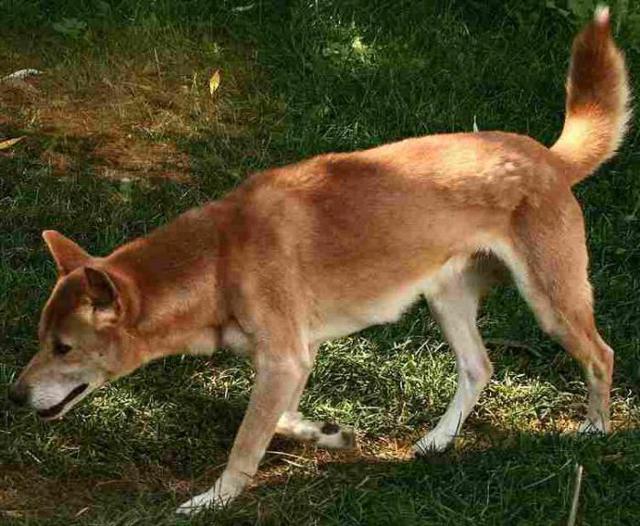 Каролинская собака: одичавшая и вновь приручённая собака американских индейцев