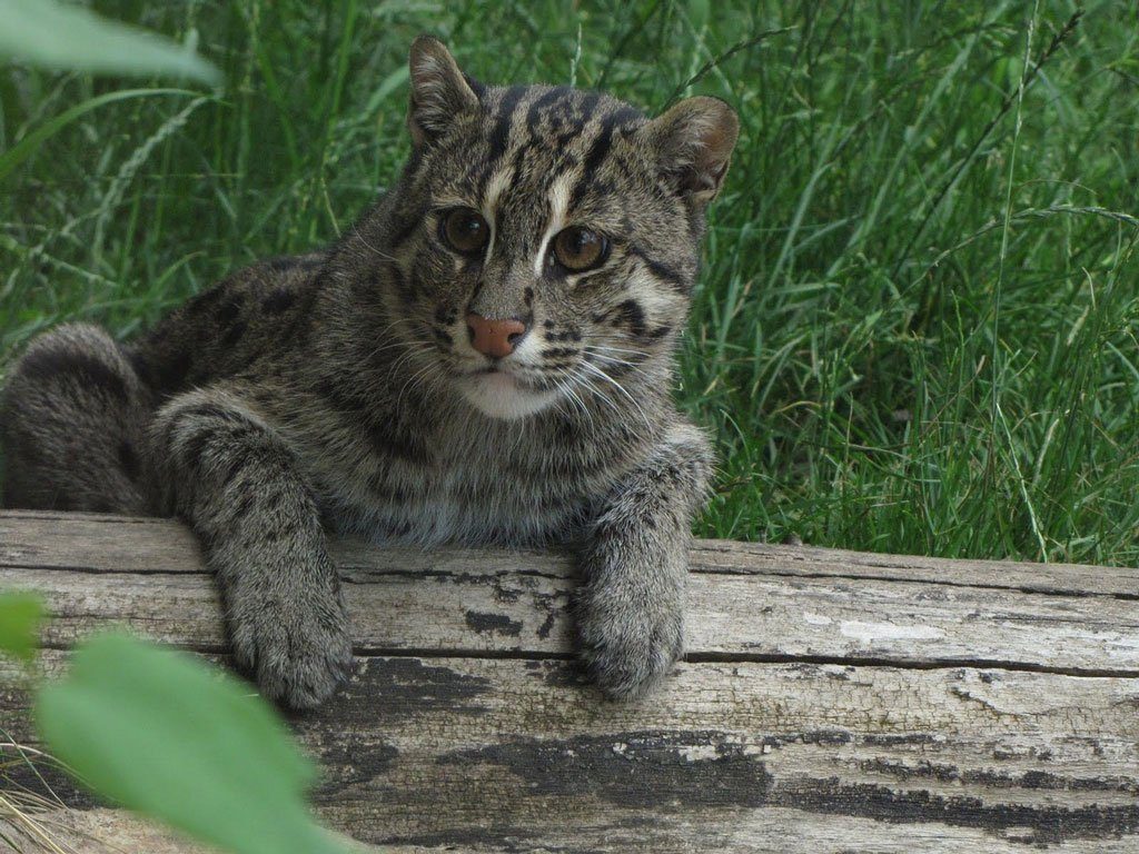 Кот рыболов фото