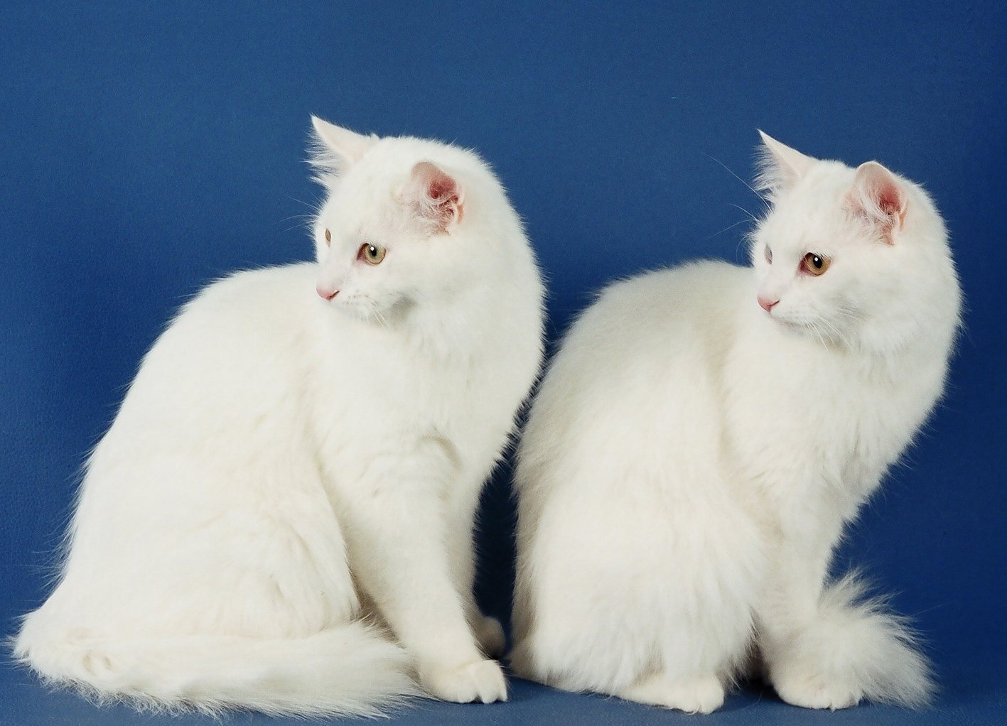 Турецкая ангора (кошка): описание породы и характера