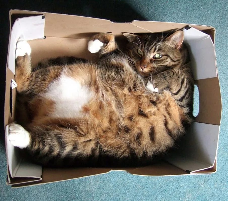 Почему кошки любят коробки и пакеты: почему залезают туда