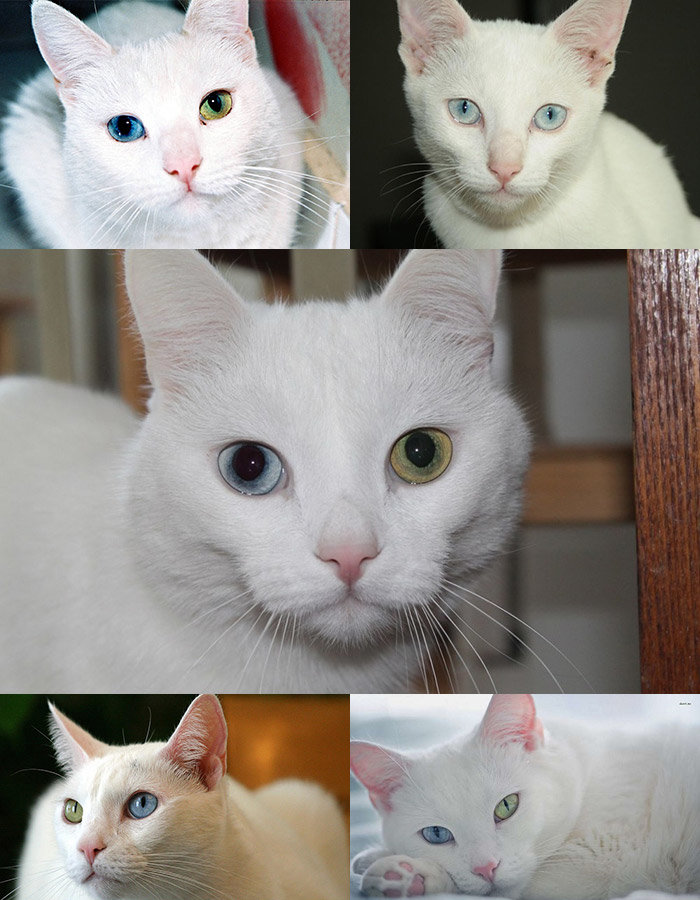 Као-мани — порода кошек «Алмазный глаз»