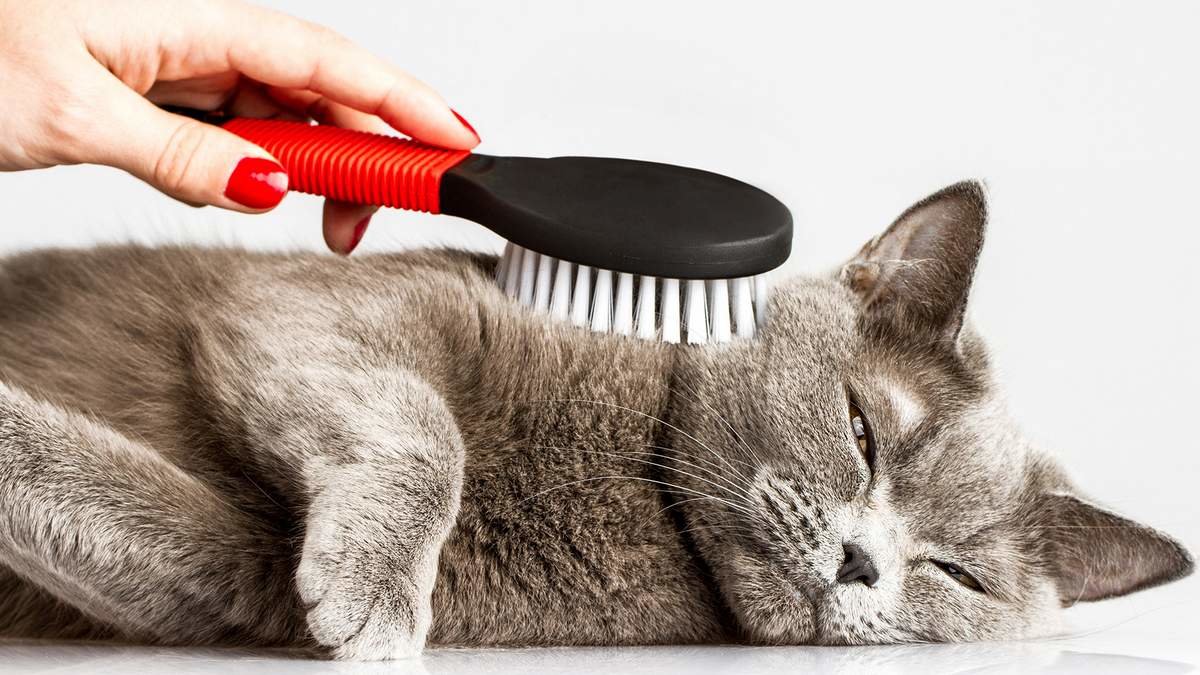 Колтуны у кошки: причины появления и как их убрать