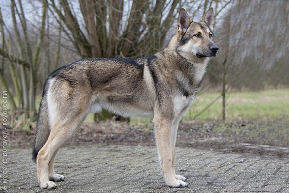 Итальянский волк (Лупо итальяно, итальянская волчья собака)