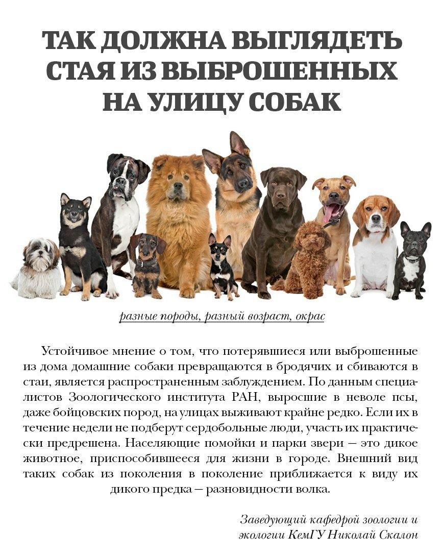 Бездомные собаки: куда обращаться, кто занимается отловом