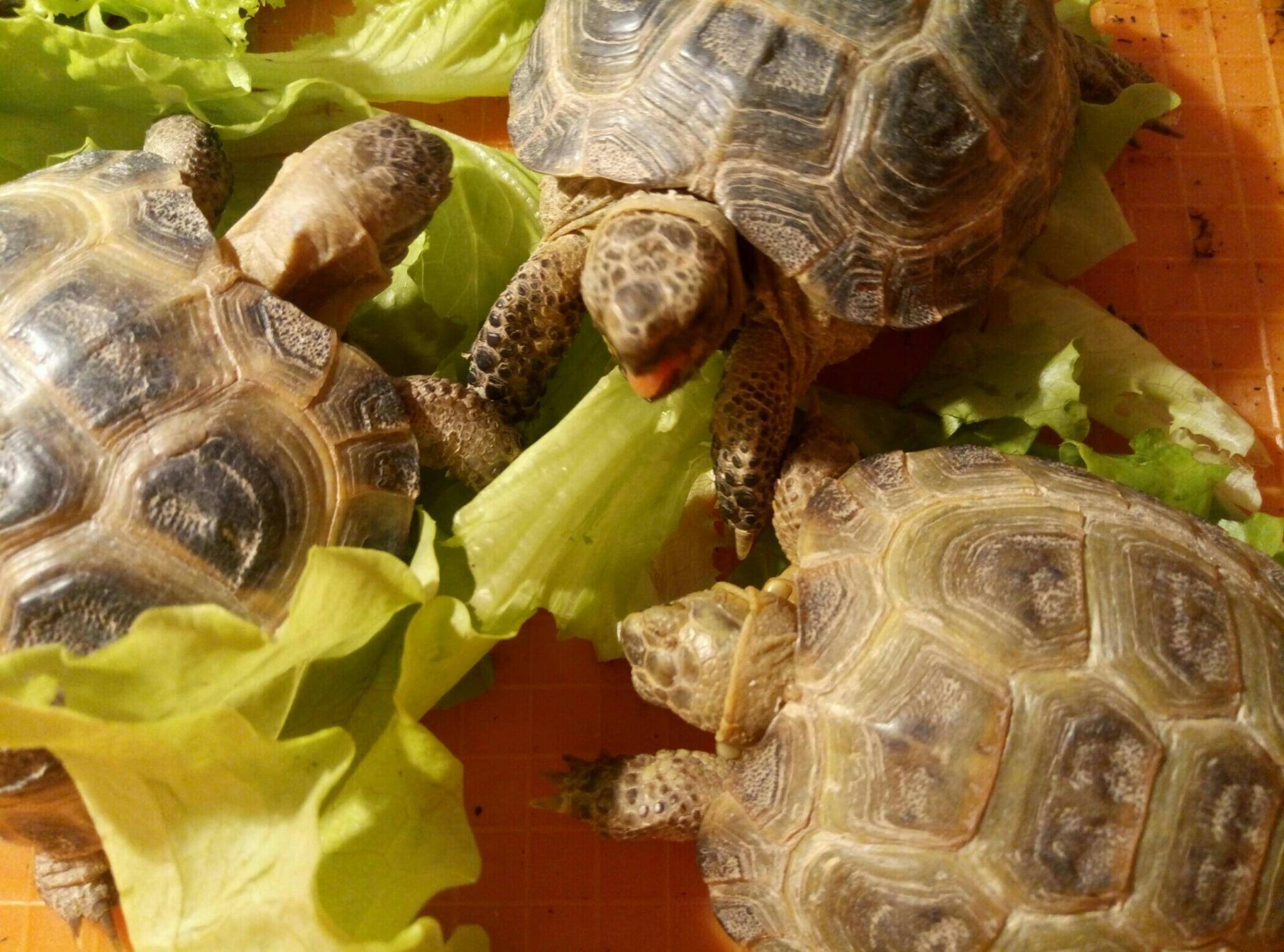 Среднеазиатская черепаха — уход и содержание дома