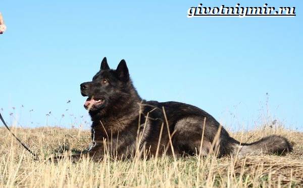 Русский вольфхунд: собака или волк?