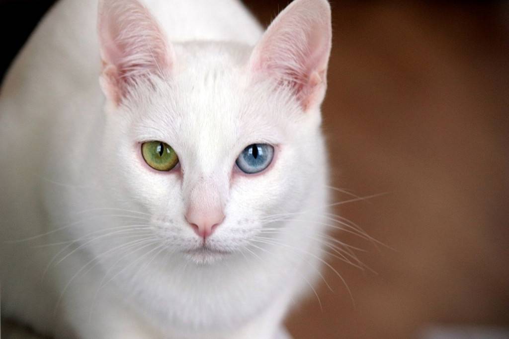 Кошки с разными глазами — примеры как называются породы