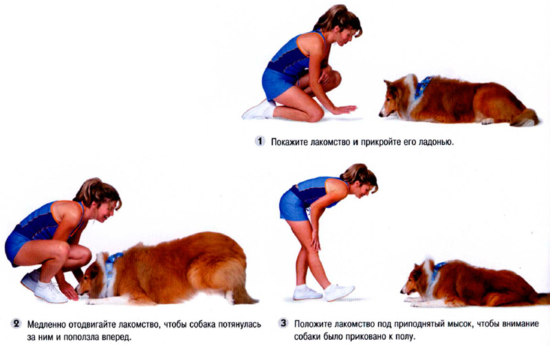 Как научить собаку команде «лежать» в домашних условиях