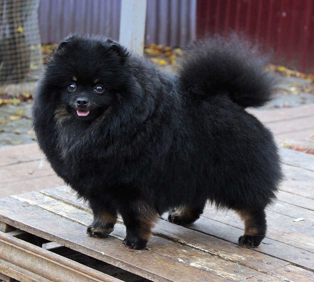 Черный шпиц: померанская черно-подпалая или черно-белая собака