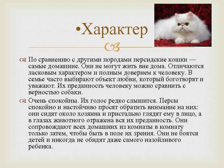 Персидский кот: описание породы и характера, сколько живут