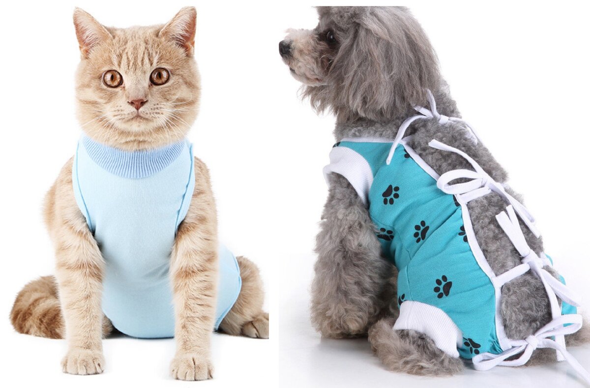Попона для кошки: примеры как завязать и одеть на животное