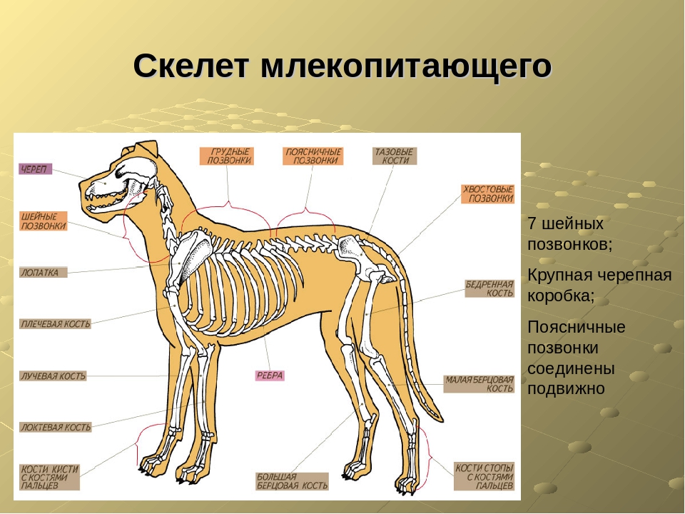 Скелет млекопитающих состоит из 5 отделов. Строение костей млекопитающих 7 класс. Скелет млекопитающего 7 класс биология. Внешнее строение млекопитающих скелет. Какое строение имеет скелет млекопитающих ответ кратко.