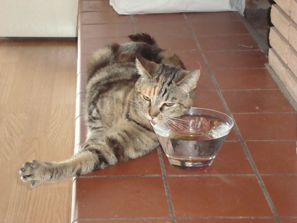 Вода и еда: сколько необходимо кошке
