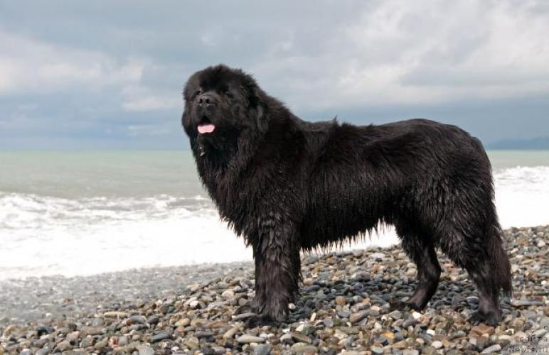 Водолаз (собака): описание ньюфаундлендов