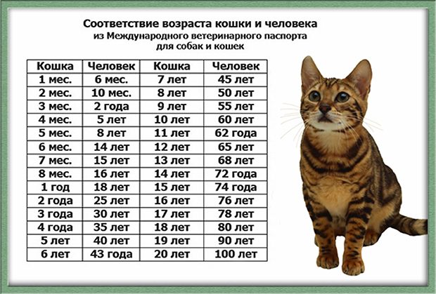 Сколько живут кошки в домашних условиях