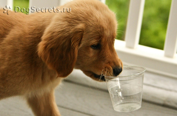 Собака постоянно пьет. Собака пьет воду. Щенок постоянно пьет. Собака пьющая воду. Собака пьет из поилки.