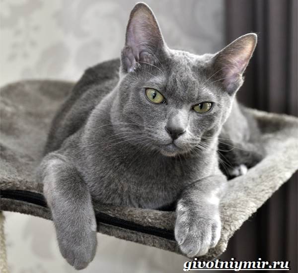 Корат кошка — описание котов и котят этой породы