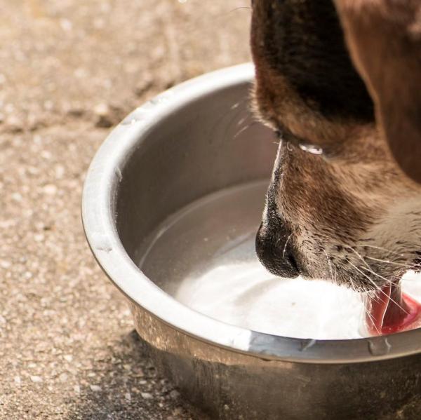 Собака много пьет воды и много мочится: причина