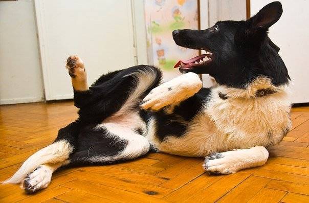 Почему собака ездит на попе по полу: что это значит