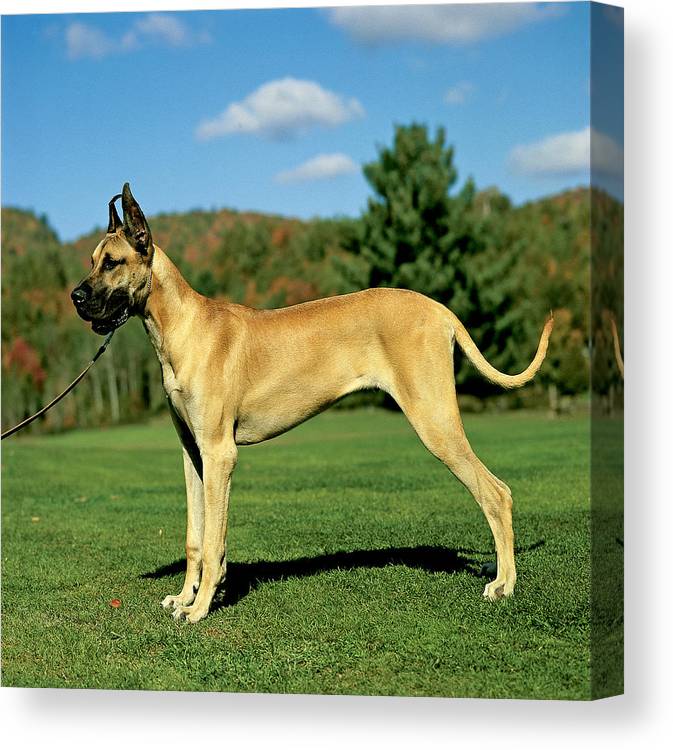 Доги: благородные гиганты собачьего мира