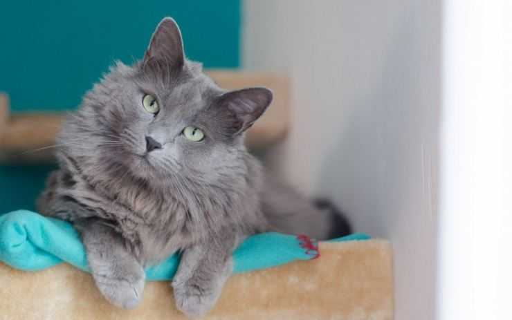 Нибелунг — порода кошек, голубой длинношерстный кот
