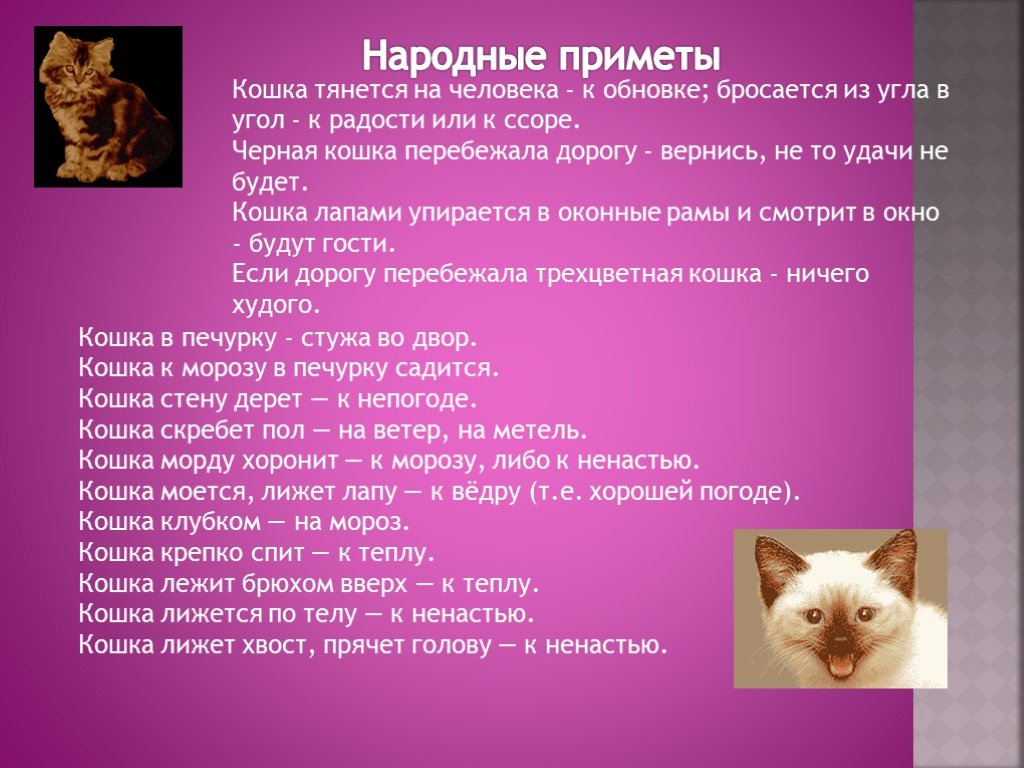 Почему коты уходят из дома: старость и проблемы со здоровьем