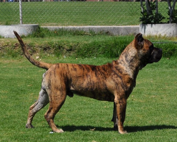 Канарский дог: описание породы собак дого канарио