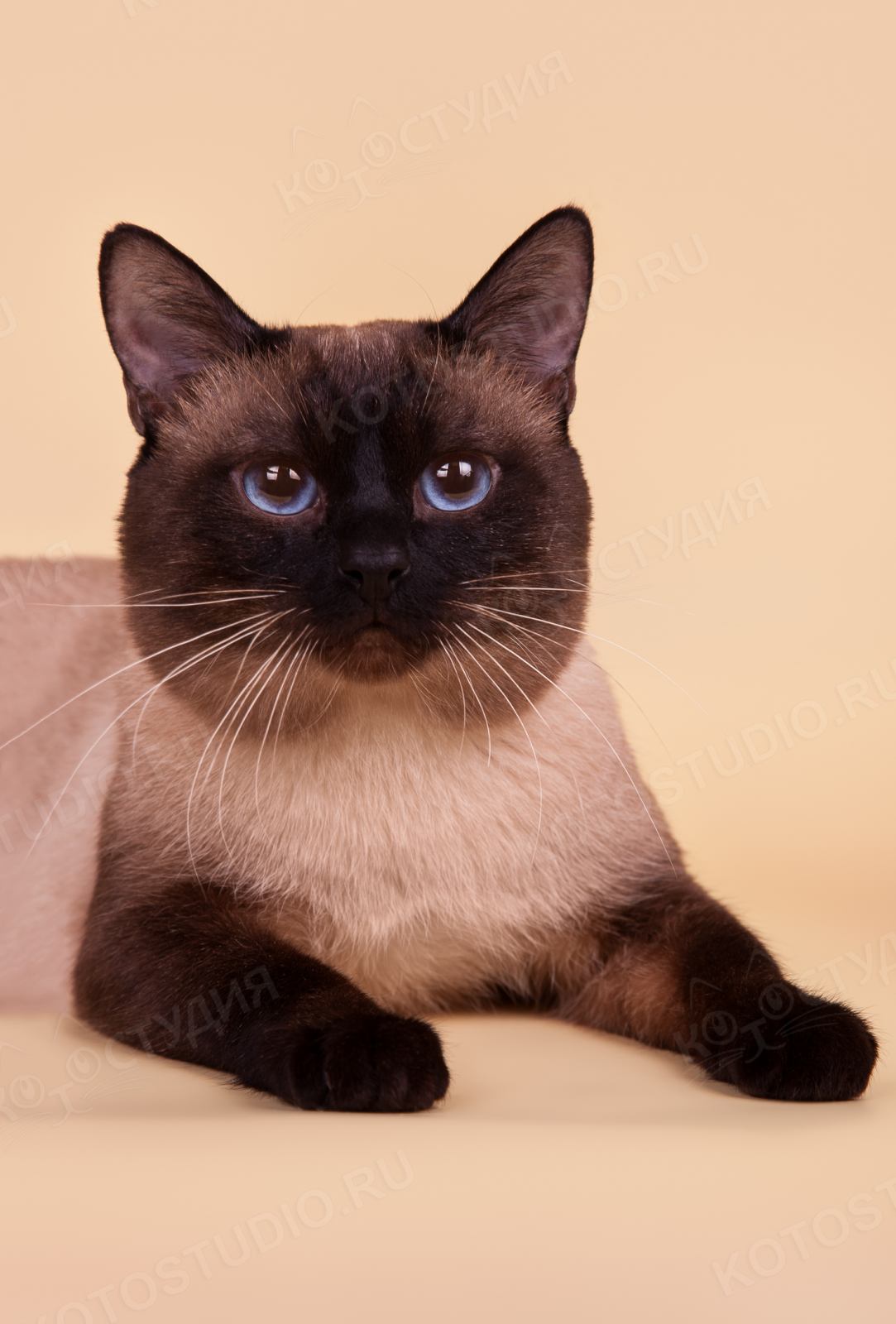 Тайская кошка (тайский кот)