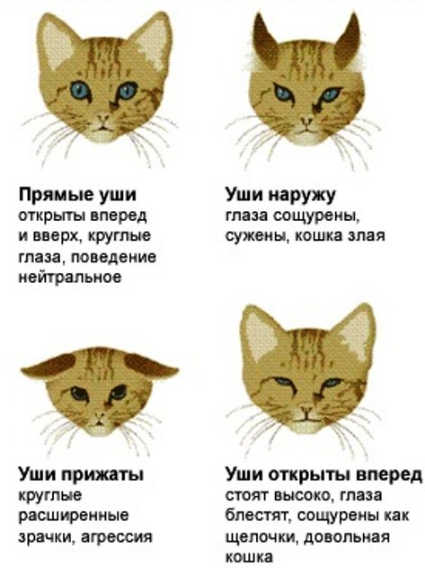 Как понять, что говорит кот