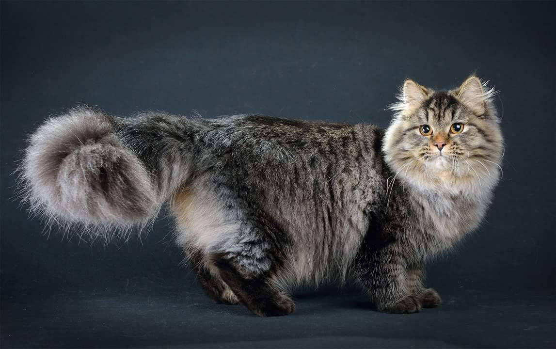 Пушистый кот — названия пород и примеры с красивым хвостом