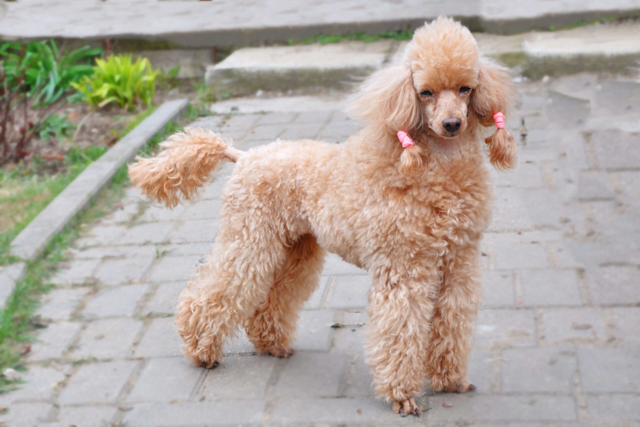 Кудрявая собака: большие и маленькие кучерявые породы