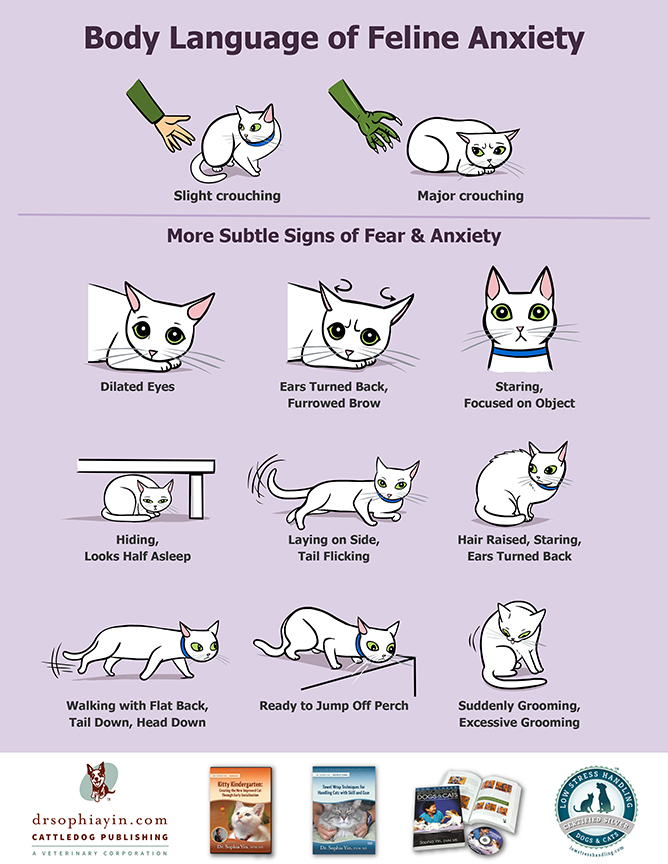 Как кошки и коты используют язык тела для общения?