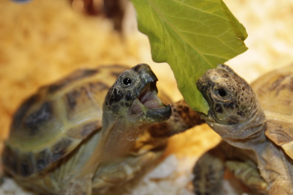Среднеазиатская черепаха — уход и содержание дома