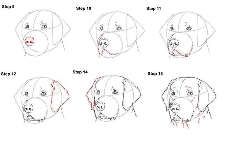 Как рисовать собаку морду