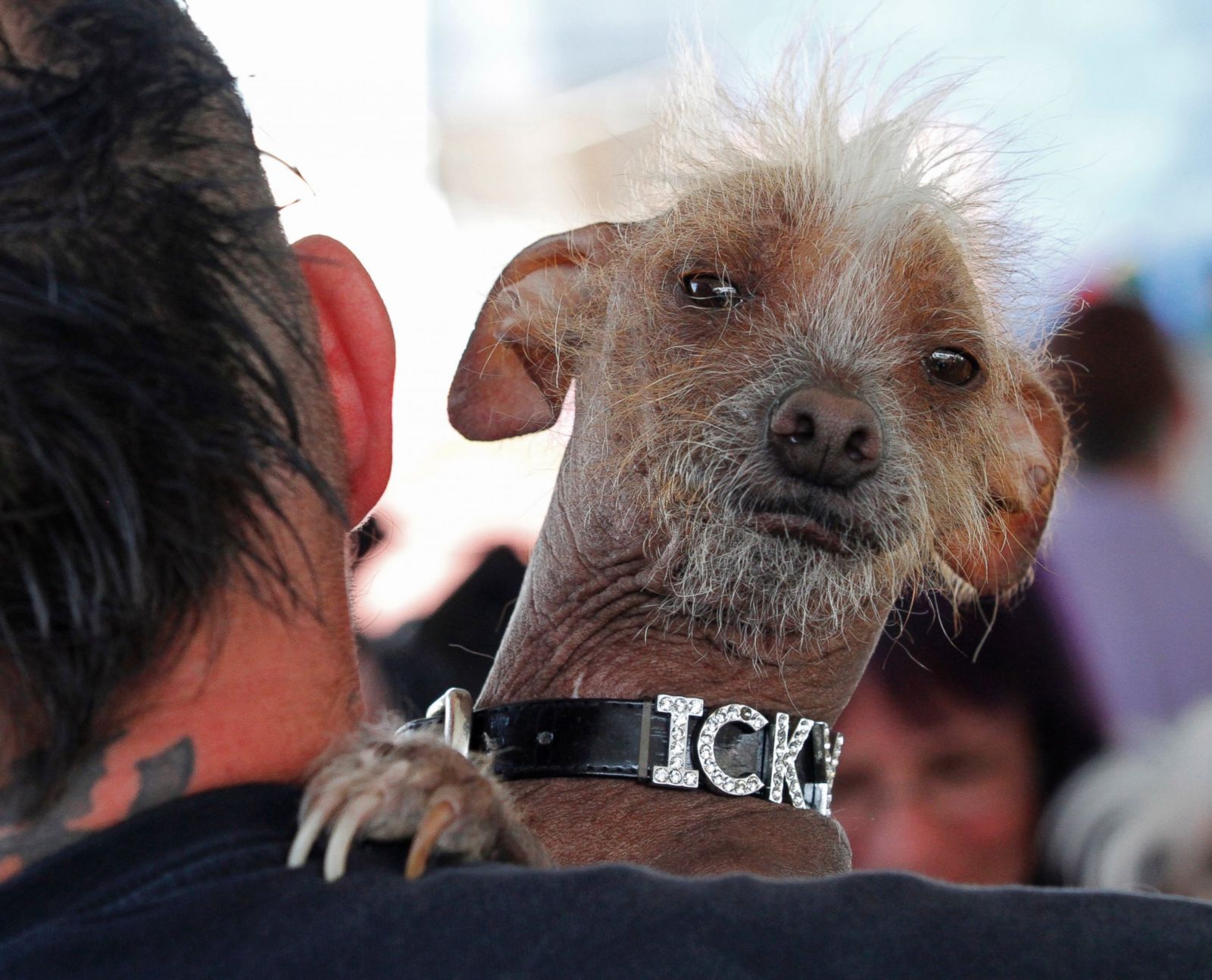 Самая страшная собака в мире: топ 10 уродливых питомцев