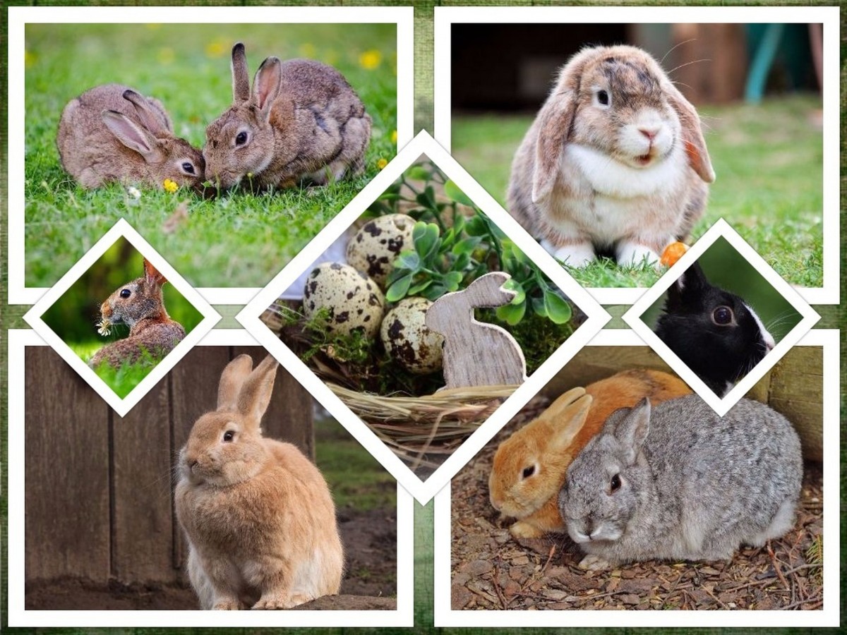 Кролик — это грызун или нет, к какому семейству относятся животное