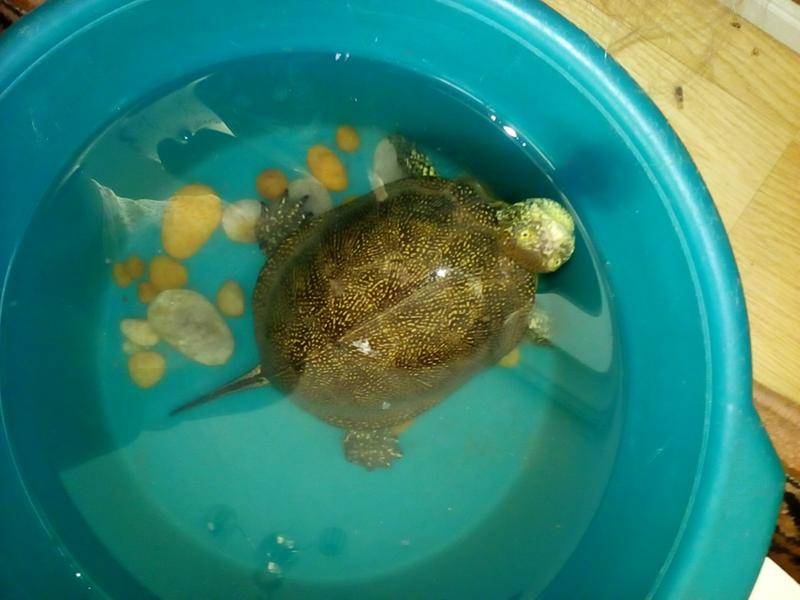 Водные черепахи — виды, описание, уход и места обитания