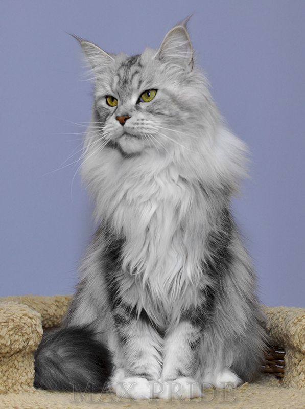 Какие кошки длинношерстные. Длинношерстный Мейн кун. Картезианская кошка длинношерстная. Мейн кун и шотландец. Европейская длинношерстная кошка.