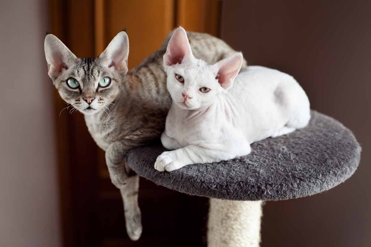 Девон Рекс: коты и кошки