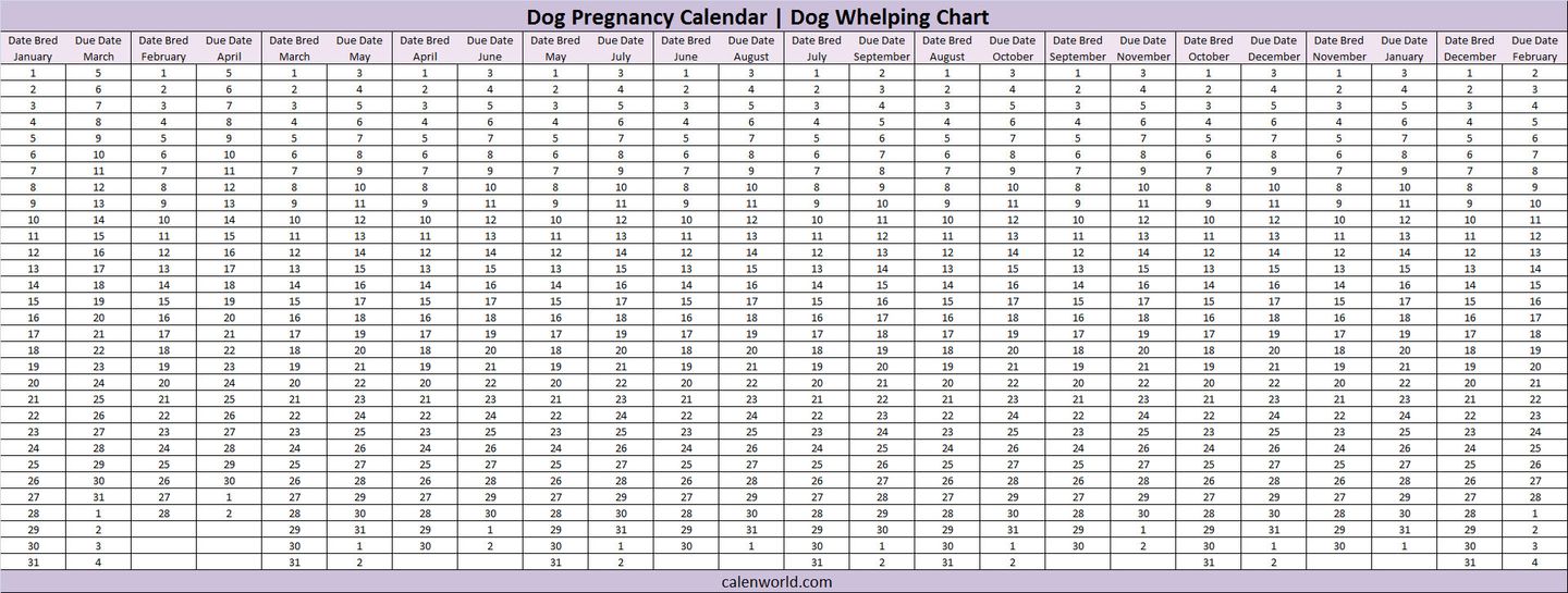 Беременность собаки по дням: подробно, таблица