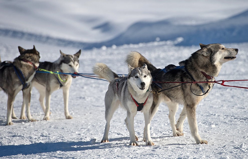 Ездовые собаки: породы северных питомцев в упряжке