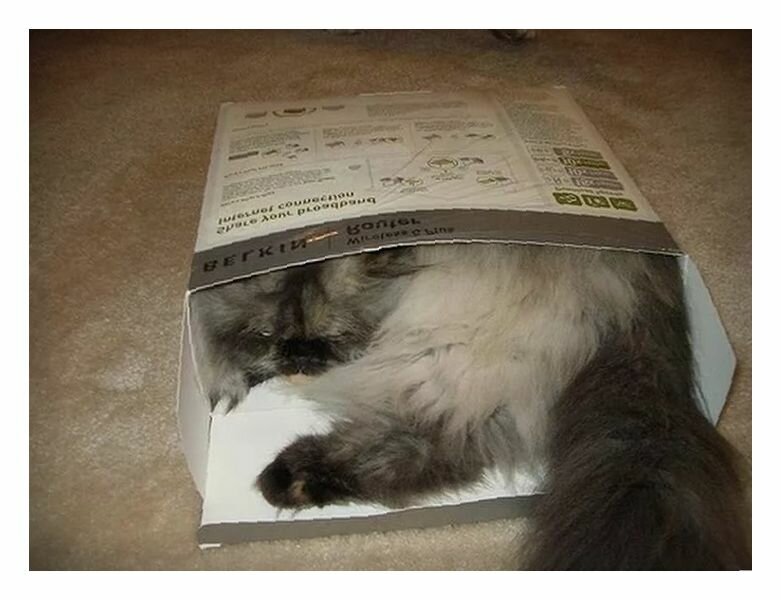 Почему кошки любят коробки и пакеты: почему залезают туда